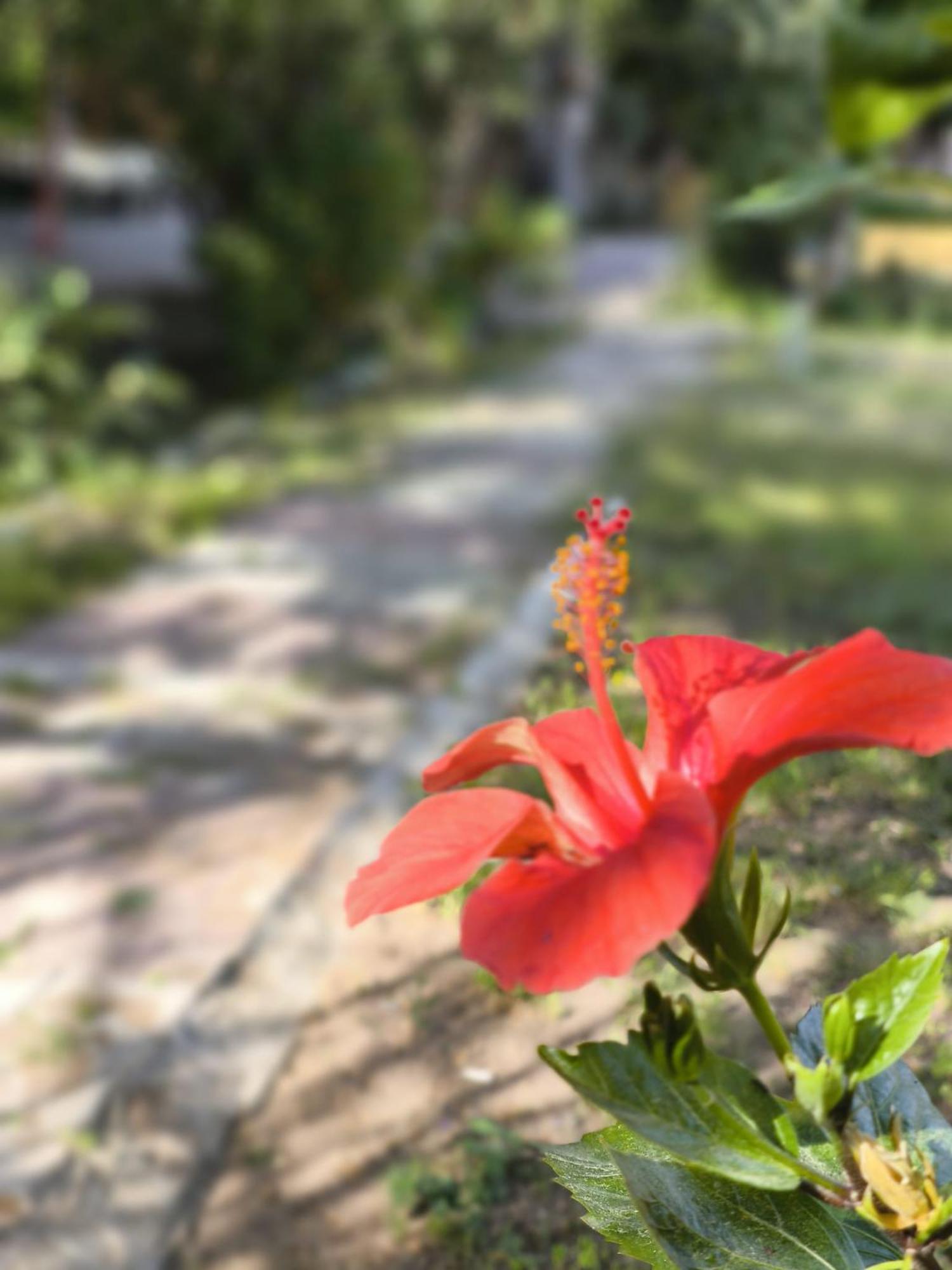 Çirali Natural Lıfe Bungalows Hotel Dış mekan fotoğraf